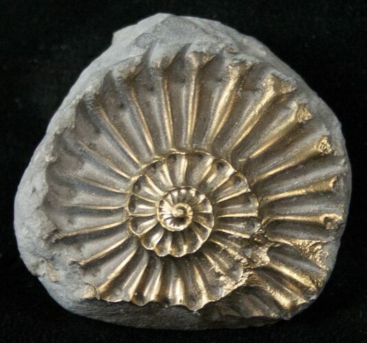 Pyritized Pleuroceras Ammonite - Germany #17791